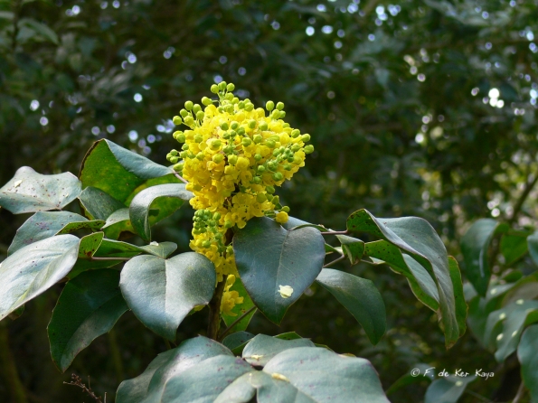 Bois des Moutiers (16) Avril 2012